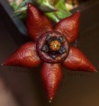 Orbea semota ssp. orientalis